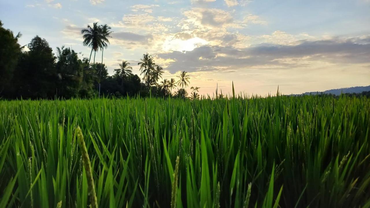 Bali De Pardis Cottage Munduk Exteriör bild